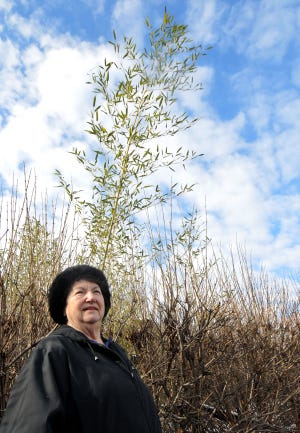 Rita Barber, 82, of Westampton, stands in her driveway next to bamboo, which has invaded her property and destroyed foliage. On Friday, Feb. 5, 2016, Barber explained how fast the plant grew out of control.