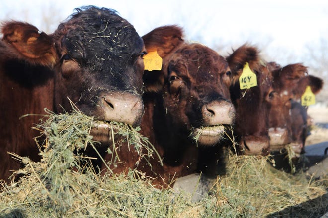 In winter months, many farmers supplement their cattle's diet with hay to keep up their weight during frigid temperatures.