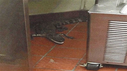 This Oct. 12, 2015 photo provided by the Florida Fish and Wildlife Conservation Commission shows an alligator in the kitchen of a Wendy's Restaurant in Loxahatchee, Fla. Florida wildlife officials say that 24-year-old Joshua James threw a 3.5-foot alligator through a fast-food restaurant's drive-thru window in October. He's charged with assault with a deadly weapon. On Tuesday, Feb. 9, 2016, bail was set at $6,000.
