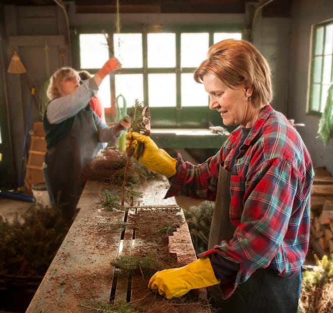 A volunteer helps out at the State Forest Nursery in Boscawen. Courtesy photo