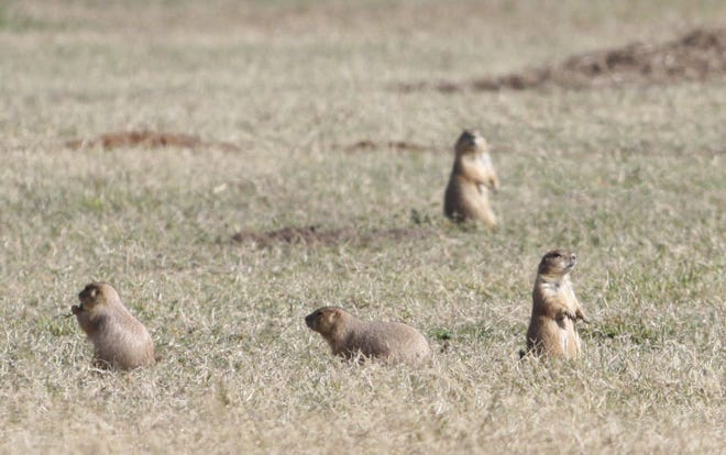The prairie dog colony in the commercial development off 17th and K-61 was relocated prior to the start of dirt work at the location in 2014.