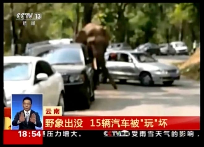 In this Friday, Feb 12, 2016 image taken from a video footage run by China's CCTV via AP Video, an elephant pushes a car in Xiashuangbanna in southwestern China's Yunnan province. The elephant wandered out of a nature reserve on Friday following a failed courtship and started playing with cars parked along a highway, slightly damaging more than a dozen vehicles, authorities said. Text in yellow reads: "Wild Elephant appears, 15 vehicles damaged." (CCTV via AP Video) CHINA OUT, NO SALES, NO ARCHIVES, EDITORIAL USE ONLY