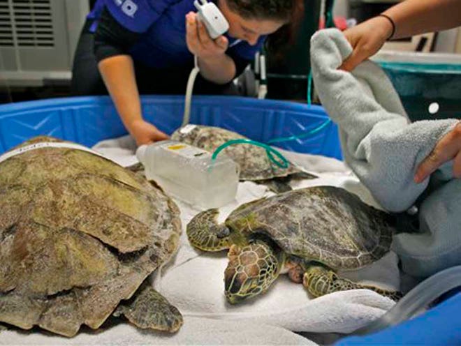 Clearwater Marine Aquarium (CMA) associate sea turtle biologist Brittany Workman listens to the heartbeat of a cold stunned green sea turtle while CMA senior turtle biologist Cassie Seebart tucks another cold stunned green seat turtle in to a heated recovery area Monday, Jan. 25, 2016 in Clearwater, Fla. Clearwater Marine Aquarium (CMA) turtle department and stranding team have taken in 20 live and 13 deceased green sea turtles this weekend that had been severely affected by the cold water temperatures. A cold-stun turtle is unable to swim or function properly, which puts the turtle at risk of being hit by a boat.