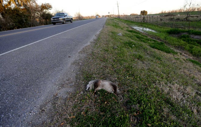 Roadkill is seen along a roadway paralleling the Mississippi River levee, far right, in St. Bernard Parish, La., Friday, Feb. 13, 2015. The span of cycling and walking trails along the Mississippi River is reaching into new territory: Down river from the French Quarter into bucolic and working-class St. Bernard Parish. , a slice of Louisiana that suffered even worse damage than the metropolitan areas of New Orleans from Hurricane Katrina. This levee-top trail is part of a greater vision to construct riverside pathways from the Mississippi's headwaters in Minnesota all the way to the Gulf of Mexico. For the hurricane-battered locals, some of whom have been hit by severe flooding even since Katrina, this trail represents a much-needed bright spot and boost in the area's quality of life. (AP Photo/Gerald Herbert)