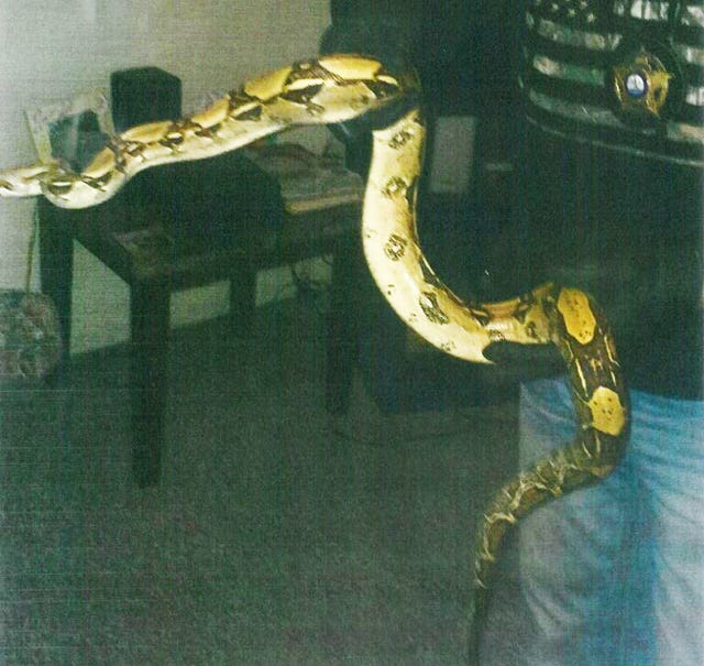During a search for illegal drugs, investigators find a red tail boa in a Lawrenceburg apartment. (Photo courtesy of the Lawrence County Sheriff's Department)