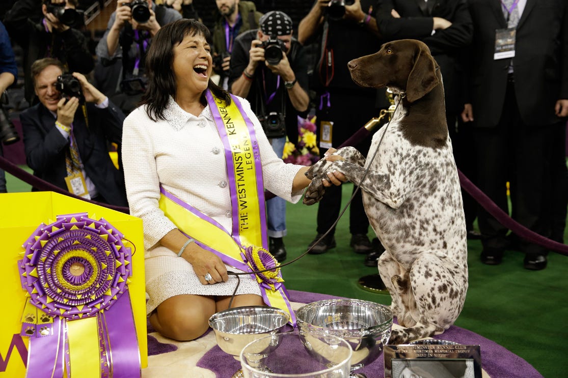 Who Won Best In Show At Westminster Dog Show