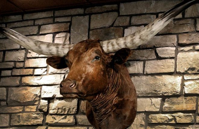 (John Clark/The Gazette)  A steer head on the wall behind the bar inside the new LongHorn Steakhouse on Cox Rd. in Gastonia. The restaurant which was destroyed by fire on October 16, 2012, has been rebuilt at it's same location and will open on August 26.