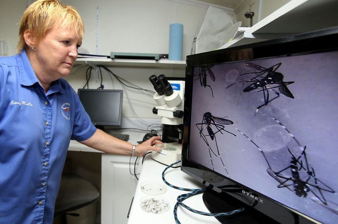 In this file photo, Cindy Mulla, with Beach Mosquito Control, shows microscopic images of mosquitoes in Panama City Beach.