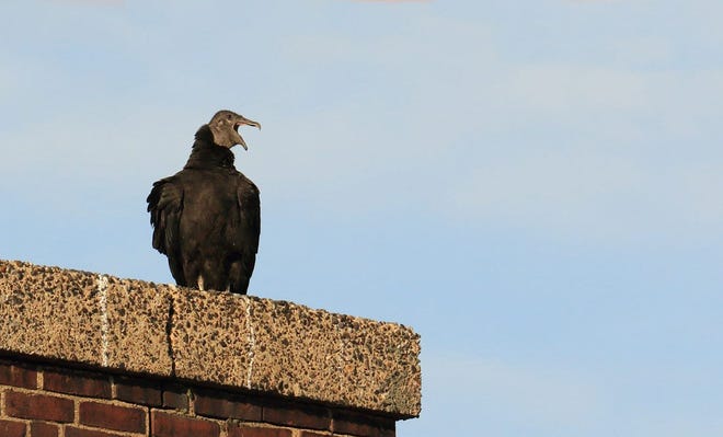 A rare visit by a rare bird þÄî A Black Vulture was seen on Jan. 31 resting atop Lincoln Street School's chimney in Exeter. A southern species, the Black Vulture is a very uncommon visitor to New Hampshire, especially during winter; indeed, our visiting vulture is the talk of the local birding community. Hopefully it'll stick around to delight schoolchildren and be a subject for lesson plans about wildlife and nature. Photo and information courtesy Len Medlock of Exeter.