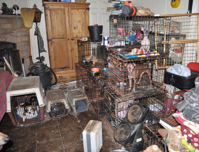 The ASPCA provided this photo from inside a Bell home were authorities reported finding neglected animals.