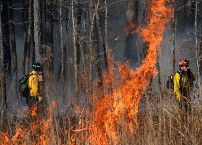 Fire rages in a small grass pasture during a controlled burn at Sandy Creek Nature Center on Friday, Feb. 19, 2016 in Athens, Ga. (Richard Hamm/Staff) OnlineAthens / Athens Banner-Herald