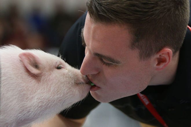 Al Zeiher, a teacher at Northwest, kisses Patti the pig during an assembly at Northwest High School on Feb 18, 2016 in Jackson, Mich. Faculty kissed a pig after money was raised for the Cascades Humane Society. (Taylor Irby/Jackson Citizen Patriot via AP)