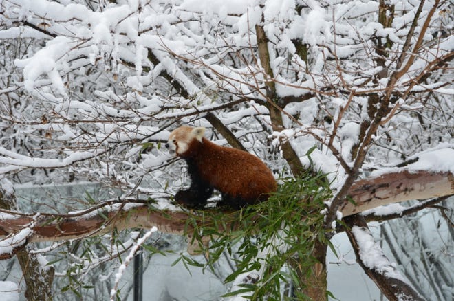 A Red panda in the snow at the Akron Zoo on Wednesday. (Photo courtesy Dave Barnhart)

?