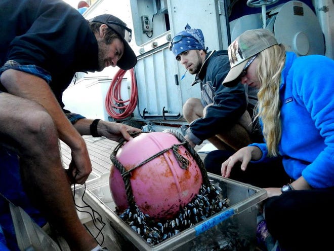 Tyson Bottenus, from left, Mike Gil and Laura Hansen examine a piece of macrodebris as part of study in the Pacific Ocean. The piece of debris, found near the coast of Southern California, was home to both an isopod species from the East Pacific and a crab species from the West Pacific.