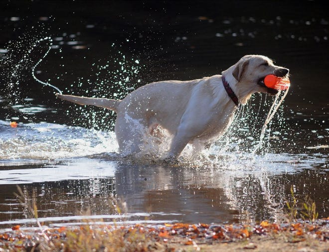In this Oct. 8, 2011 file photo, a Labrador Retriever emerges from he water with a toy at Valley Falls Park in Vernon, Conn. Known for being easygoing, multi-talented and friendly, Labs have held the top spot for longer than any other breed since the AKC started counting in the 1880s. (Leslloyd F. Alleyne/The Journal Inquirer via AP, File)