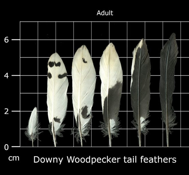 Courtesy photo

Downy woodpecker feathers from the IFW Feather Atlas.