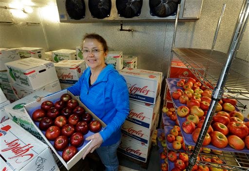 In this photo taken Friday, Feb. 12, 2016, Kate Evans, a lead scientist at Washington State University's Tree Fruit Research & Extension Center in Wenatchee, Wash., poses for a photo in a fruit cooler holding a box of Cosmic Crisp apples, a brand new trademarked and focus group tested apple variety developed by the WSU lab over the last 20 years. "Cosmic Crisp is the first big release the Washington industry is going to have all to itself…" said Evans. (AP Photo/Ted S. Warren)