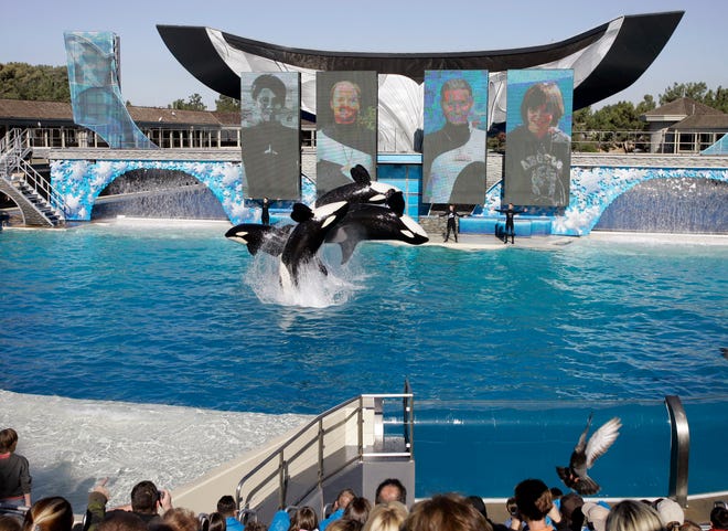 FILE - In this Nov. 30, 2006, file photo, four killer whales leap out of the water while performing during SeaWorld's Shamu show in San Diego. SeaWorld is acknowledging that it sent a worker to infiltrate animal rights groups who opposed the theme park. SeaWorld Entertainment CEO Joel Manby said Thursday, Feb. 25, 2016, that the company will no longer use the practice to spy on opponents. (AP Photo/Chris Park, File)