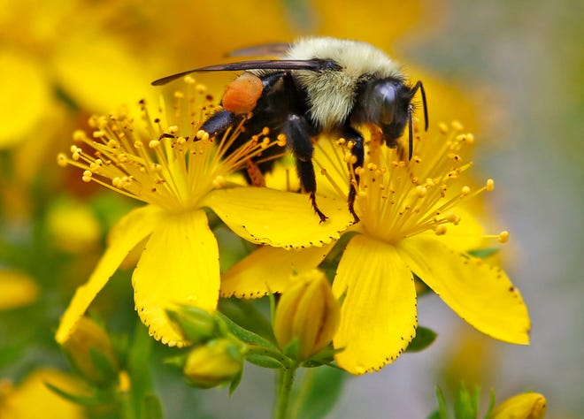 FILE - In this July 8, 2015 file photo a bumblebee gathers nectar on a wildflower in Appleton, Maine. A United Nations sponsored scientific mega-report warns that too many species of pollinators are nearing extinction. These are bees, butterflies, even some birds and 20,000 other species that are crucial to the worldís food supply. (AP Photo/Robert F. Bukaty, File)