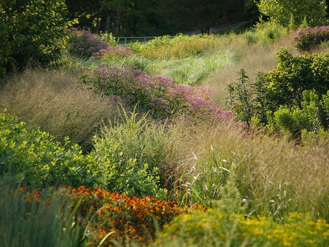 Toby Wolf, principal of Wolf Landscape Architecture and the designer of the Bioswale Garden in Ithaca, New York, will present "Just Enough Wilderness: Designing Places That Connect People with the Natural World," a free lecture at URI's Coastal Institute, on Thursday. Photo: Chris Kitchen