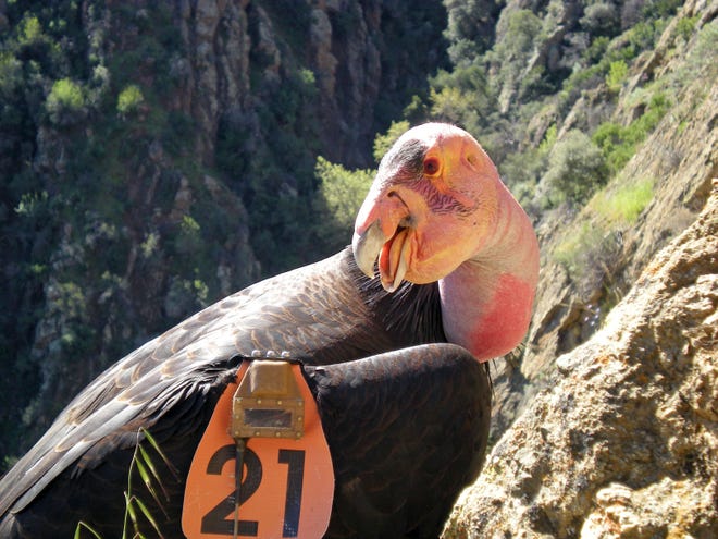 This undated photo from the U.S. Fish and Wildlife Service shows Condor No. 21 wearing a GPS transmitter while perched near his nest in the Hopper Mountain National Wildlife Refuge near Fillmore, Calif. Solar-powered trackers on wings recording California condors soaring to 15,000 feet, locators attached to humpback whales that reveal 1,000-foot dives to underwater mountains, and GPS collars on Yellowstone ecosystem grizzly bears give new insights into one of the most studied large carnivore populations in the world.(Joseph Brandt/U.S. Fish and Wildlife Service via AP)