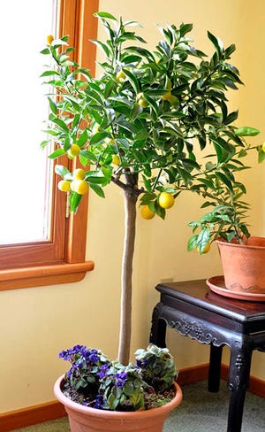 Kumquat is an easy and tasty citrus that can be grown in cold climates.