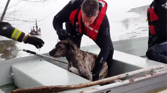 Hampton firefighters rescued a 4-year-old male Australian cattle dog mix that fell through thin ice on the Taylor River Thursday morning in Hampton. Photo taken from video by Hampton fire prevention officer Bill Paine