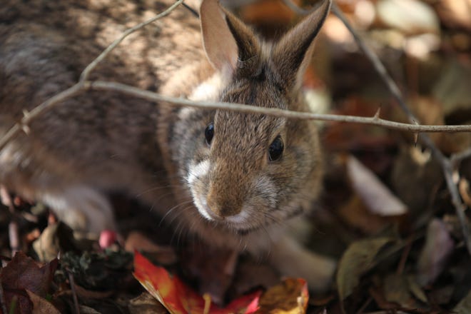 The U.S. Fish and Wildlife Service is proposing to establish the Great Thicket National Wildlife Refuge throughout New England and New York to help species such as the New England cottontail. Land in Strafford, Rockingham and Hillsborough counties is among that being eyed. U.S. Fish and Wildlife Service photo