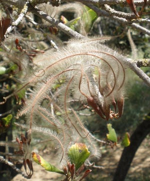 Mountain mahogany (Cercocarpus betuloides) is a drought-tolerant shrub that can be trained into a small tree. The seeds' eye-catching, feathery plumes are retained all summer.

NADIA ZANE/COURTESY PHOTO