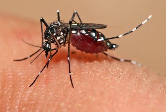 The Zika virus is transmitted via mosquitoes found around some spring break destinations. COURTESY PHOTO