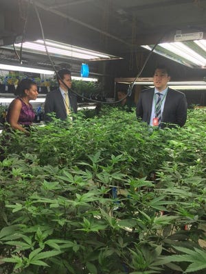 Massachusetts Senators tour a marijuana grow facility in Colorado during a tour in November.