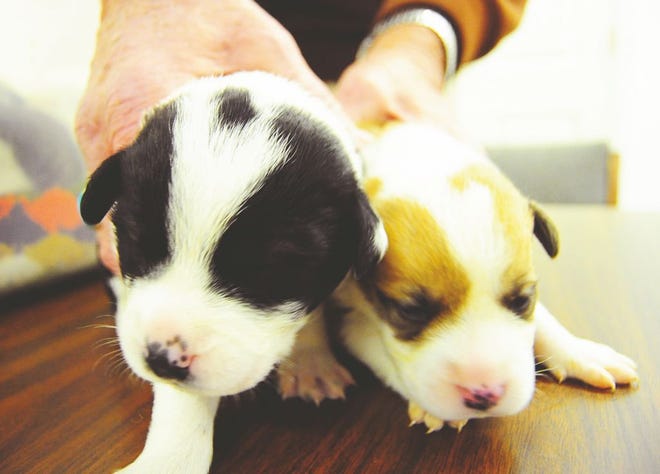 Six young puppies found abandoned in Pekin are lucky to be alive