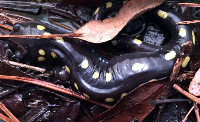 A spotted salamander nestled in the leaves on the forest floor beginning its migration to a vernal pool. 

Photo by Sue Pike