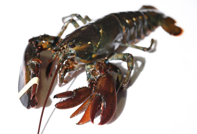 A four-clawed female lobster is seen at Ready Seafood Co. on Thursday in Portland, Maine. The crustacean was most likely caught in Canadian waters before being sold to the wholesale lobster company. The owners said it will be given to the state's marine resource lab.

AP Photo/Robert F. Bukaty