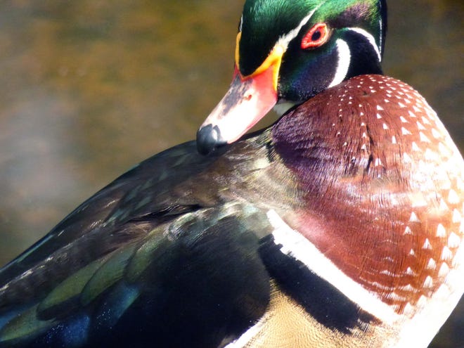 Wood ducks such as this male photographed in Florida are some of the first species to arrive back in New England after the winter. Photo by Susan Pike