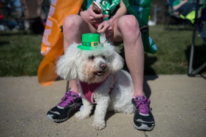 Molly, a bichon poodle mix belonging to Brianne Sando, of Levittown, waits for the beginning of the Bucks County St. Patrick's Day parade on New Falls Road in Fairless Hills and Levittown on Saturday, March 12, 2016.