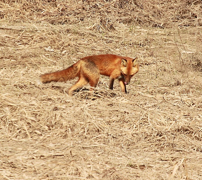 This red fox was seen hunting in a grassy field near Minsi Lake just a few days ago. (Rick Koval)