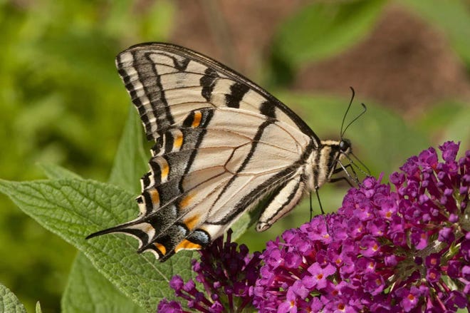 Photo by Steve Morello

An eastern tiger swallowtail butterfly. They are attracted to the native chokecherry.