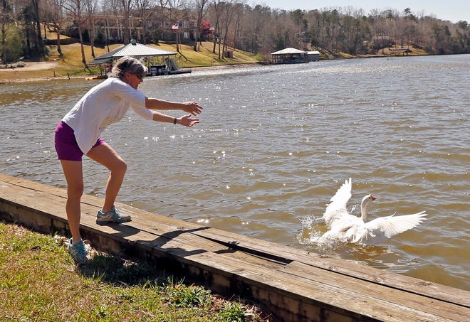 Tammy Tierce returns “Loosie Goosie” to her home on Lake Tuscaloosa at a site near North Haven Road on Tuesday.