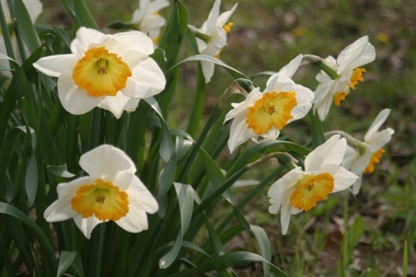 Daffodils spread cheer in any kind of spring weather.