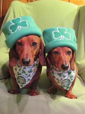 Jake and Chester are wishing the luck of the Irish on everyone today. Happy St. Patrick's Day. Photo by Susan Mauney of Gastonia.
