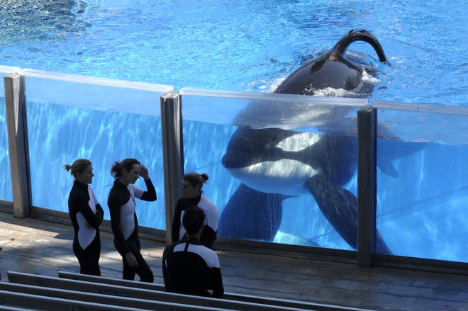 Killer whale Tilikum, right, watches as SeaWorld Orlando trainers take a break during a training session at the theme park's Shamu Stadium in Orlando, Fla., in 2011. SeaWorld is ending its practice of killer whale breeding following years of controversy over keeping orcas in captivity. The company announced Thursday, March 17, 2016, that the breeding program will end immediately. (AP Photo/Phelan M. Ebenhack, File)