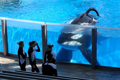 In this Monday, March 7, 2011, file photo, killer whale Tilikum, right, watches as SeaWorld Orlando trainers take a break during a training session at the theme park's Shamu Stadium in Orlando, Fla.