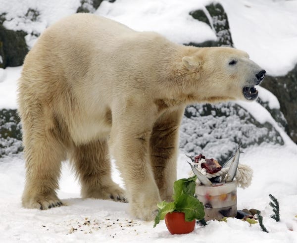 The Berlin Zoo's beloved polar bear Knut