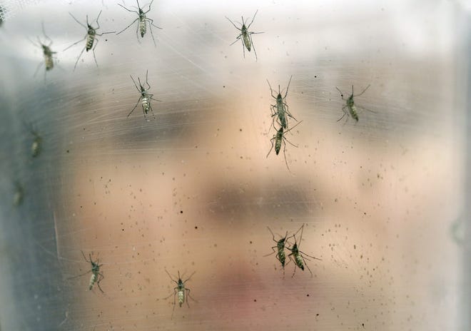 A researcher holds a container of female Aedes aegypti mosquitoes at the Biomedical Sciences Institute at Sao Paulo University in Brazil. The Zika virus is mainly transmitted through bites from the same kind of mosquitoes that can spread other tropical diseases, like dengue fever, chikungunya and yellow fever. AP Photo/Andre Penner, file