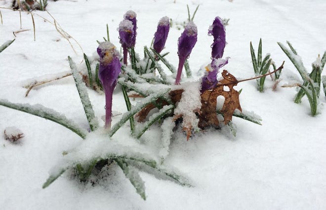 These crocuses in Harwich were covered with snow Monday morning.