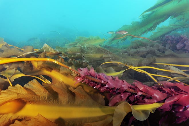 See amazing images of Cashes Ledge—an underwater mountain range that is home to the largest coldwater kelp forest along the Atlantic seaboard—and the New England Canyons and Seamounts and learn about the Conservation Law Foundation's effort to permanently protect these important places by creating the first Marine National Monuments in the Atlantic. Photograph by ©Brian Skerry/CLF