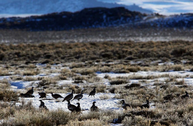 FILE - In this Monday, Feb. 9, 2015, file photo, sage grouse gather on the prairie near Pinedale, Wyo. Concerns over a bird ranging across the American West continue to delay federal oil and gas lease sales five months after officials said they'd found a way to balance drilling and conservation. The Interior Department said it will defer the sale of almost 60,000 acres of leases in Montana as it works on policies to protect the habitat of greater sage grouse. That work is expected to take several more months. (Alan Rogers/The Casper Star-Tribune via AP, File) MANDATORY CREDIT