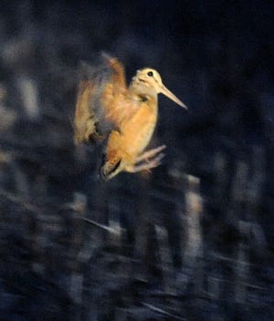 A male woodcock takes flight at Long Pasture Wildlife Sanctuary in Cummaquid. Ron Schloerb photos/Cape Cod Times