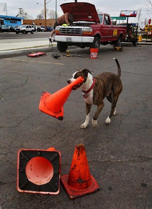 Jazz the dog plays with traffic cones while owner Barton Reverman works on a truck for his business, Barton Asphalt Maintenance.